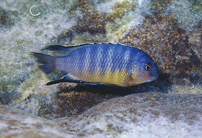 Tropheops gracilior 'Magunga'